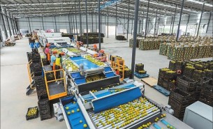 探索自動(dòng)檢重秤在水果重量分選中的卓越應(yīng)用
